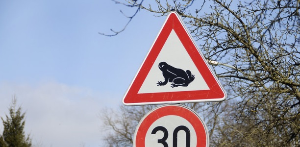 Nicht nur für Amphibien können die nächsten Wochen gefährlich werden, sondern auch für Verkehrsteilnehmer. Denn viele überfahrene Tiere auf der Straße führen zu einer erhöhten Rutschgefahr.
