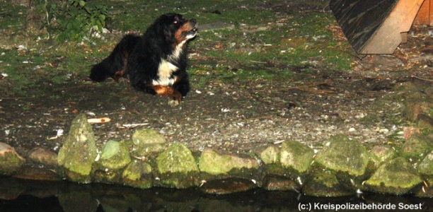 Der Berner-Sennenhund auf der Enteninsel. Foto: Polizei Soest