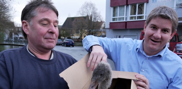 Gesekes Bürgermeister Dr. Remco van der Velden (r.) und Bauhof-Mitarbeiter Lothar Rinschede begrüßten den neuen schwarzen Schwan "Chippy" in seiner neuen Heimat.